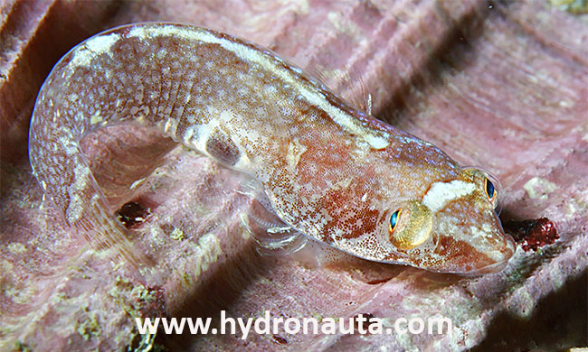 Diplecogaster bimaculata